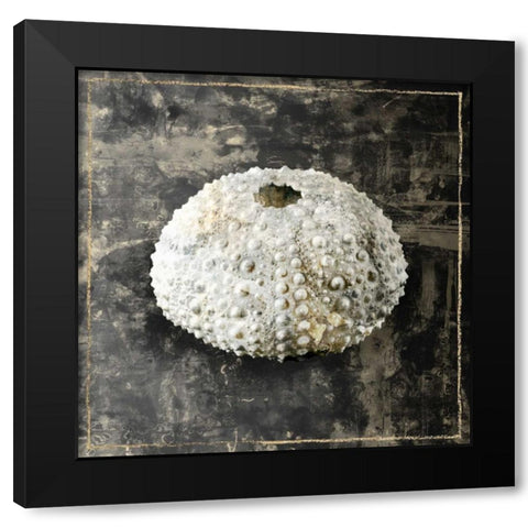 Marble Shell Series I Black Modern Wood Framed Art Print by Selkirk, Edward