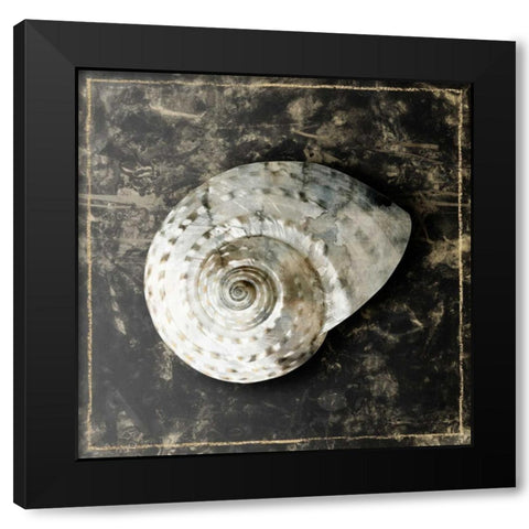 Marble Shell Series II Black Modern Wood Framed Art Print with Double Matting by Selkirk, Edward