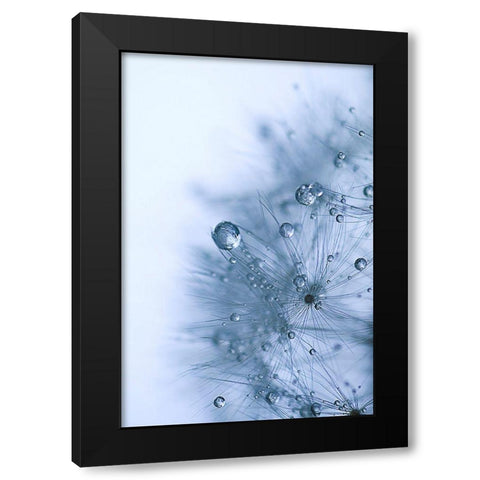 Blue Dandelion Black Modern Wood Framed Art Print with Double Matting by Schwartz, Sherstin