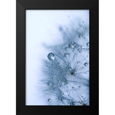 Blue Dandelion Black Modern Wood Framed Art Print by Schwartz, Sherstin