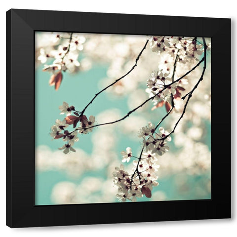 White Blossoms Black Modern Wood Framed Art Print by Cook, Sylvia