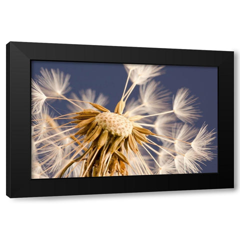 andelion Explosion Black Modern Wood Framed Art Print by Schwartz, Don