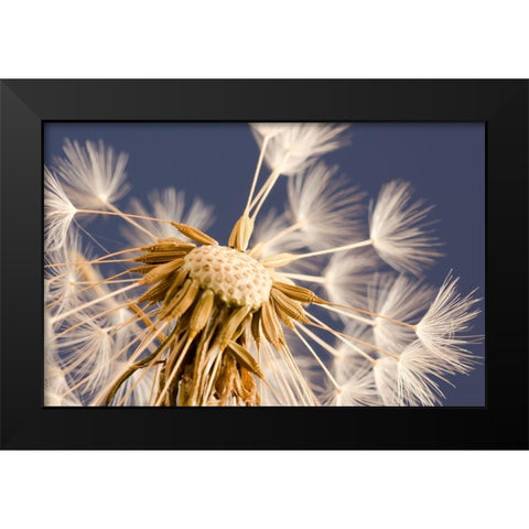 andelion Explosion Black Modern Wood Framed Art Print by Schwartz, Don