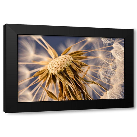 Dandelion Delight Black Modern Wood Framed Art Print by Schwartz, Don