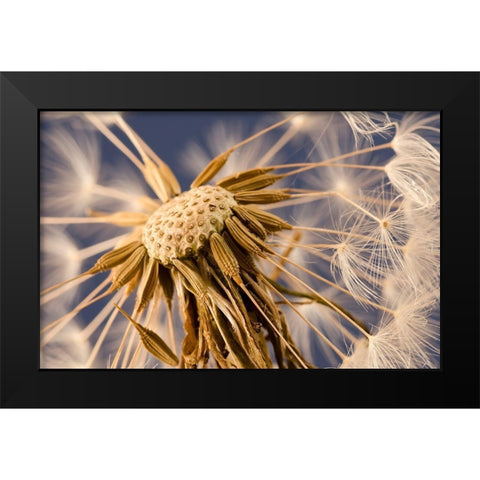 Dandelion Delight Black Modern Wood Framed Art Print by Schwartz, Don