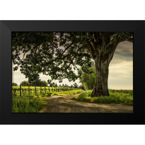 Winding Through the VineyardÂ  Black Modern Wood Framed Art Print by Schwartz, Don