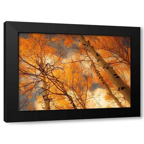 Towering Aspens Black Modern Wood Framed Art Print by Schwartz, Don