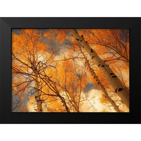 Towering Aspens Black Modern Wood Framed Art Print by Schwartz, Don