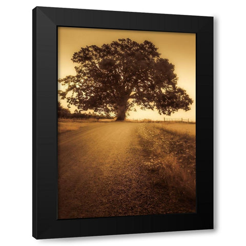 Final Tree Black Modern Wood Framed Art Print with Double Matting by Schwartz, Don