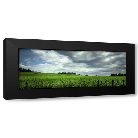 Rolling Vineyard  Black Modern Wood Framed Art Print with Double Matting by Schwartz, Don