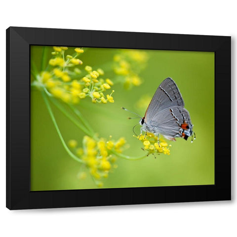 Taking Flight II Black Modern Wood Framed Art Print by Tennant, Chris
