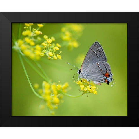 Taking Flight II Black Modern Wood Framed Art Print by Tennant, Chris