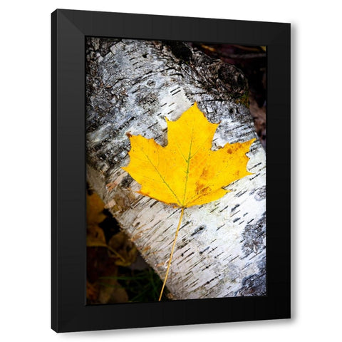 Birch Fall Black Modern Wood Framed Art Print by Tennant, Chris