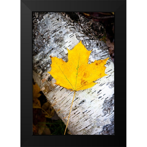 Birch Fall Black Modern Wood Framed Art Print by Tennant, Chris