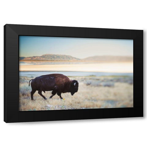 Bison in the Field  Black Modern Wood Framed Art Print by Victoria, Chelsea