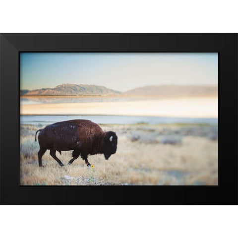 Bison in the Field  Black Modern Wood Framed Art Print by Victoria, Chelsea