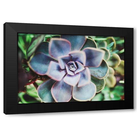 Succulence Beauty  Black Modern Wood Framed Art Print with Double Matting by Victoria, Chelsea