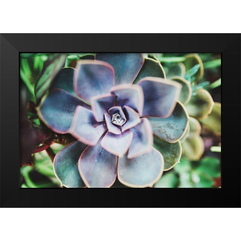 Succulence Beauty  Black Modern Wood Framed Art Print by Victoria, Chelsea
