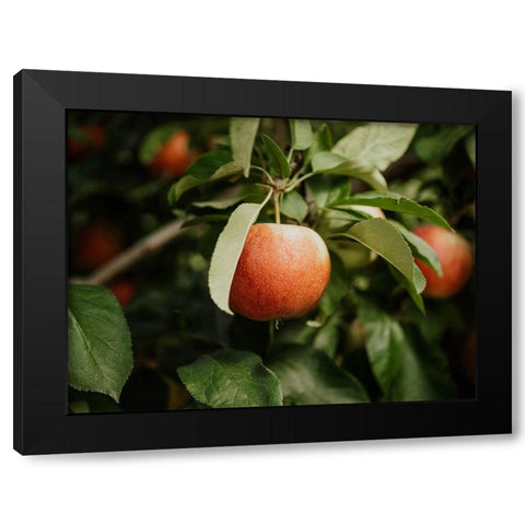 The Red Apple  Black Modern Wood Framed Art Print with Double Matting by Kedron, Chelsea