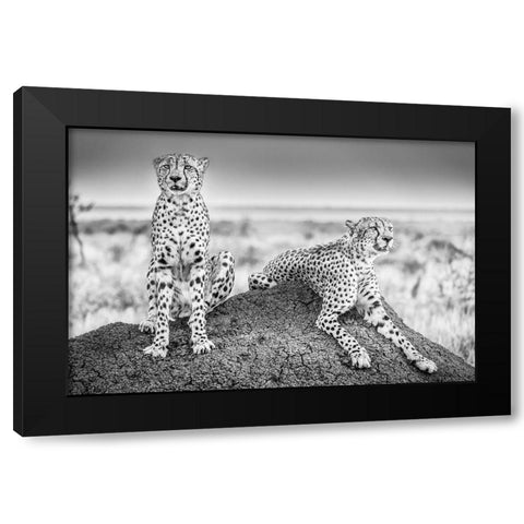 Scheid - Two Cheetahs Watching Out Black Modern Wood Framed Art Print with Double Matting by 1x