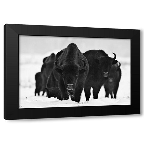 European Bizons Black Modern Wood Framed Art Print with Double Matting by 1x