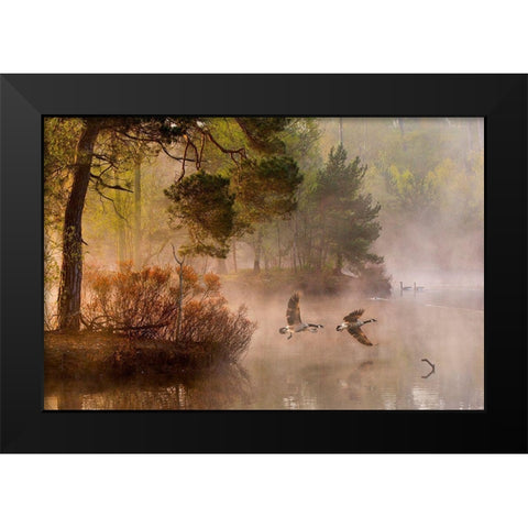 Van Dongen - Goose Fight Black Modern Wood Framed Art Print by 1x