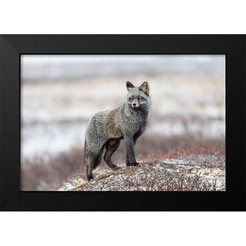 Cross Fox Black Modern Wood Framed Art Print by Catta