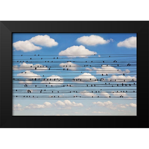 Concerto for Birds Black Modern Wood Framed Art Print by Lim