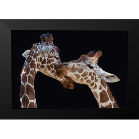 Foeger-The Kiss Black Modern Wood Framed Art Print by 1x