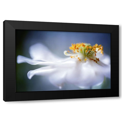 Anemone I Black Modern Wood Framed Art Print with Double Matting by Disher