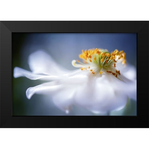 Anemone I Black Modern Wood Framed Art Print by Disher