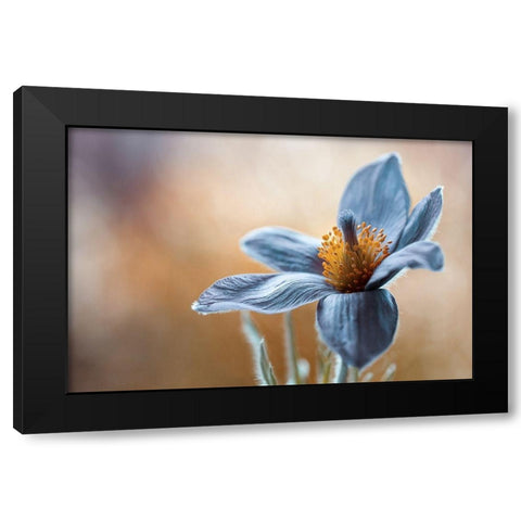 Pasque Black Modern Wood Framed Art Print by Disher