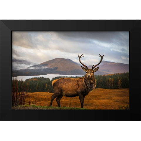 Scottish Stag  Black Modern Wood Framed Art Print by Popan