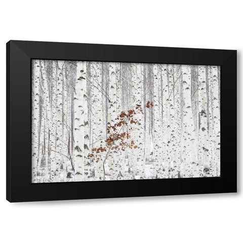 Hee Han - From White Black Modern Wood Framed Art Print by 1x