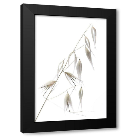 Reed Delicacy Black Modern Wood Framed Art Print with Double Matting by Lagandre