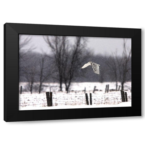 A snowy Snowy Owl Black Modern Wood Framed Art Print by Cumming