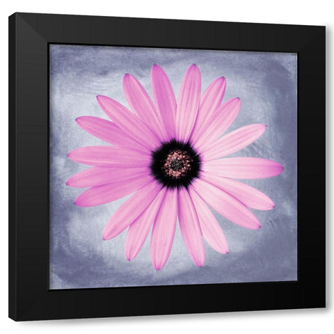 Daisy Pink on Grey Black Modern Wood Framed Art Print by Zalewski, Christine