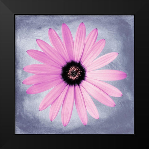 Daisy Pink on Grey Black Modern Wood Framed Art Print by Zalewski, Christine
