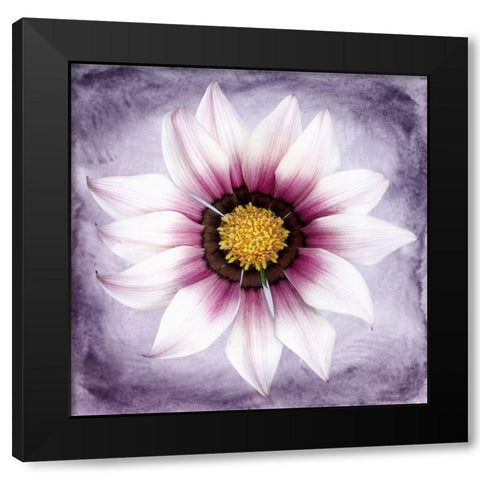 Daisy Soft On Purple Black Modern Wood Framed Art Print with Double Matting by Zalewski, Christine