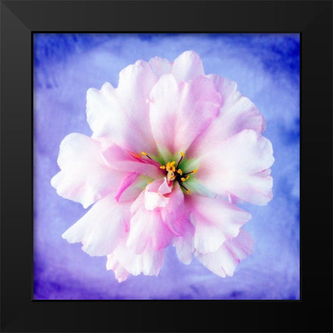 Daisy Soft Pink on Blue Black Modern Wood Framed Art Print by Zalewski, Christine