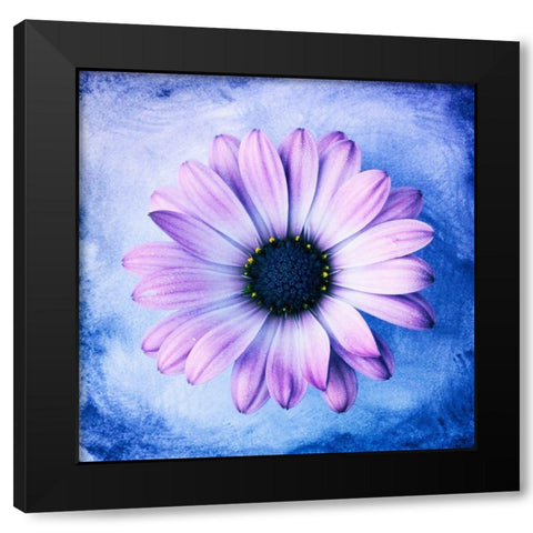 Daisy Soft Purple on Blue Black Modern Wood Framed Art Print with Double Matting by Zalewski, Christine