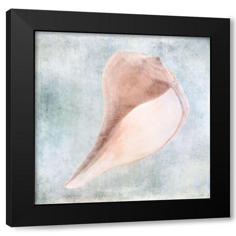 Blue Cream Sea Shell  Black Modern Wood Framed Art Print with Double Matting by Zalewski, Christine