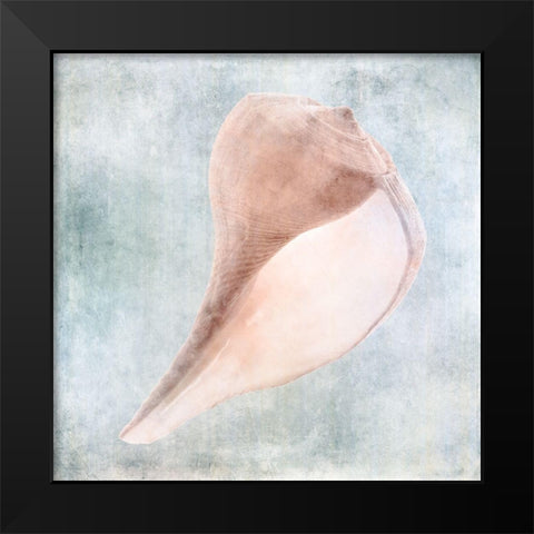 Blue Cream Sea Shell  Black Modern Wood Framed Art Print by Zalewski, Christine