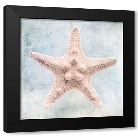Blue Cream Starfish  Black Modern Wood Framed Art Print with Double Matting by Zalewski, Christine