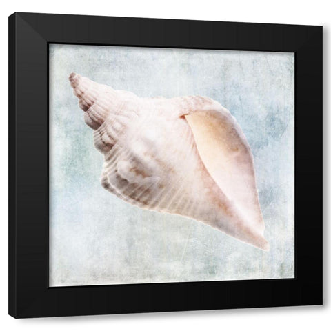 Blue Cream Murex Shell  Black Modern Wood Framed Art Print with Double Matting by Zalewski, Christine