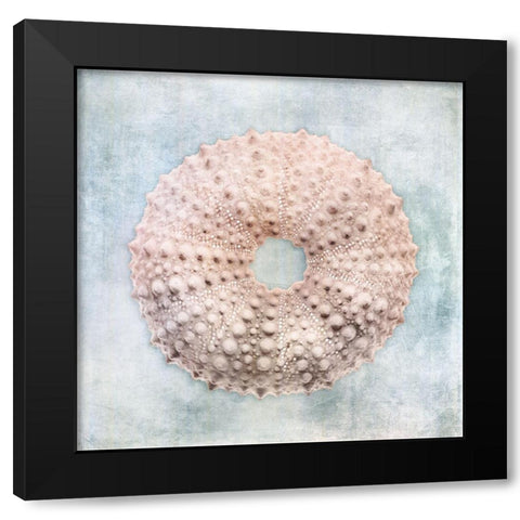 Blue Cream Sea Urchin Black Modern Wood Framed Art Print with Double Matting by Zalewski, Christine