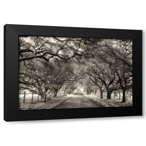 Canopy Black Modern Wood Framed Art Print with Double Matting by Aron, Lucy