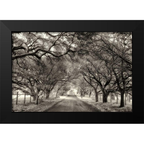 Canopy Black Modern Wood Framed Art Print by Aron, Lucy
