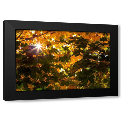 Autumn Sun Black Modern Wood Framed Art Print with Double Matting by Artemiadi, Dora