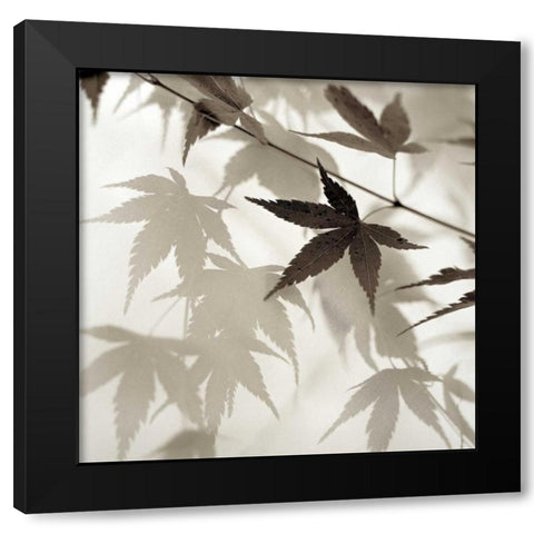 Florison - 62 Black Modern Wood Framed Art Print with Double Matting by Blaustein, Alan